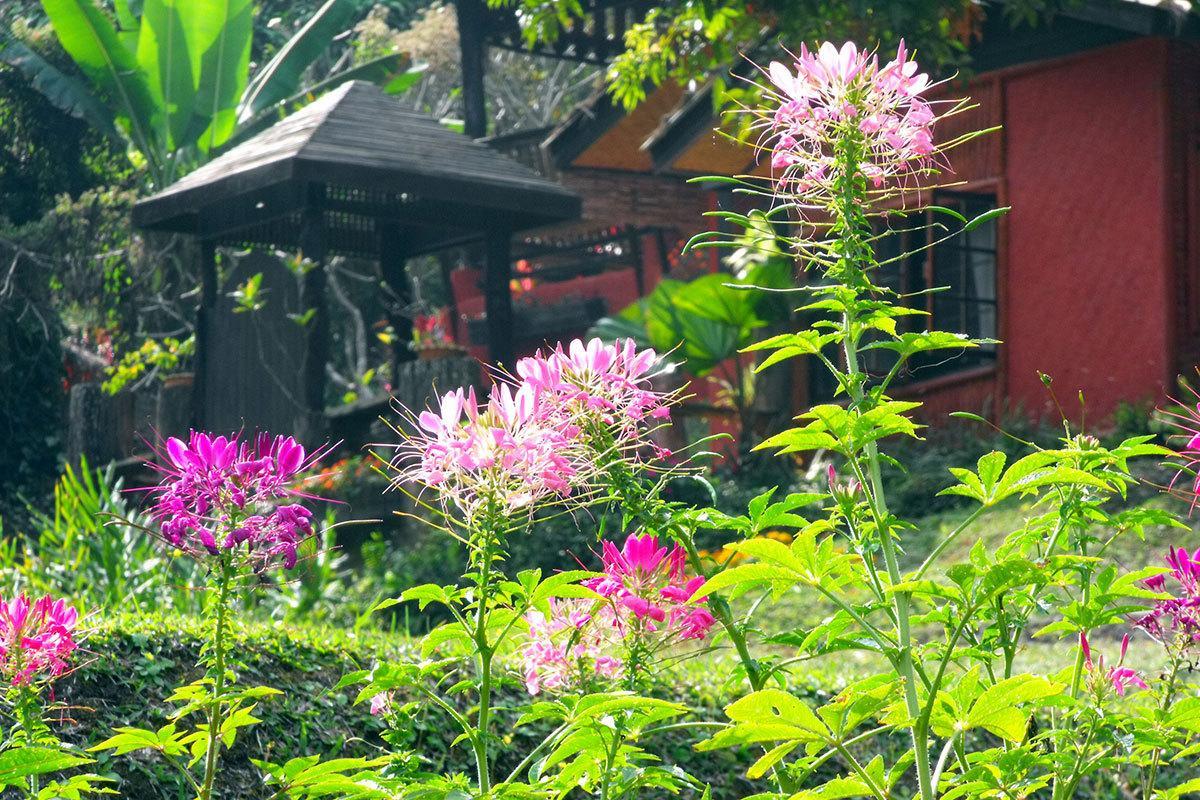 Mae Sa Valley Garden Resort Banmeme Kültér fotó
